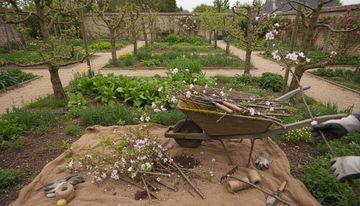 Taillage des arbres fruitiers : le guide complet par espèce